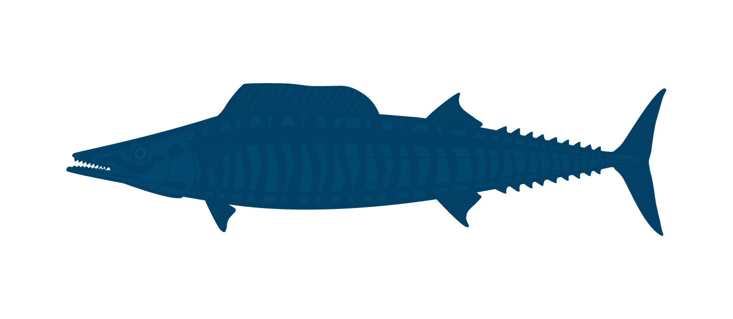 Wahoo
