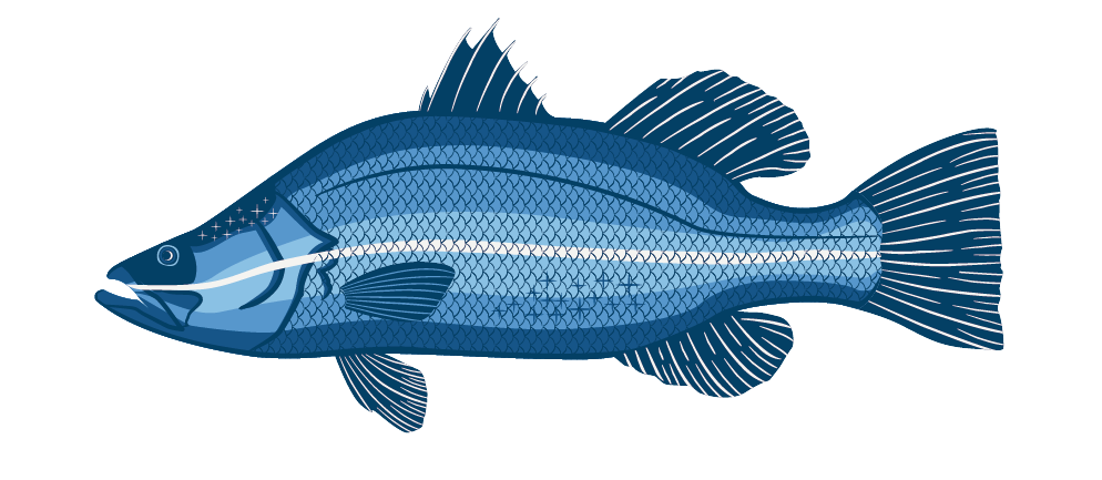 Barramundi