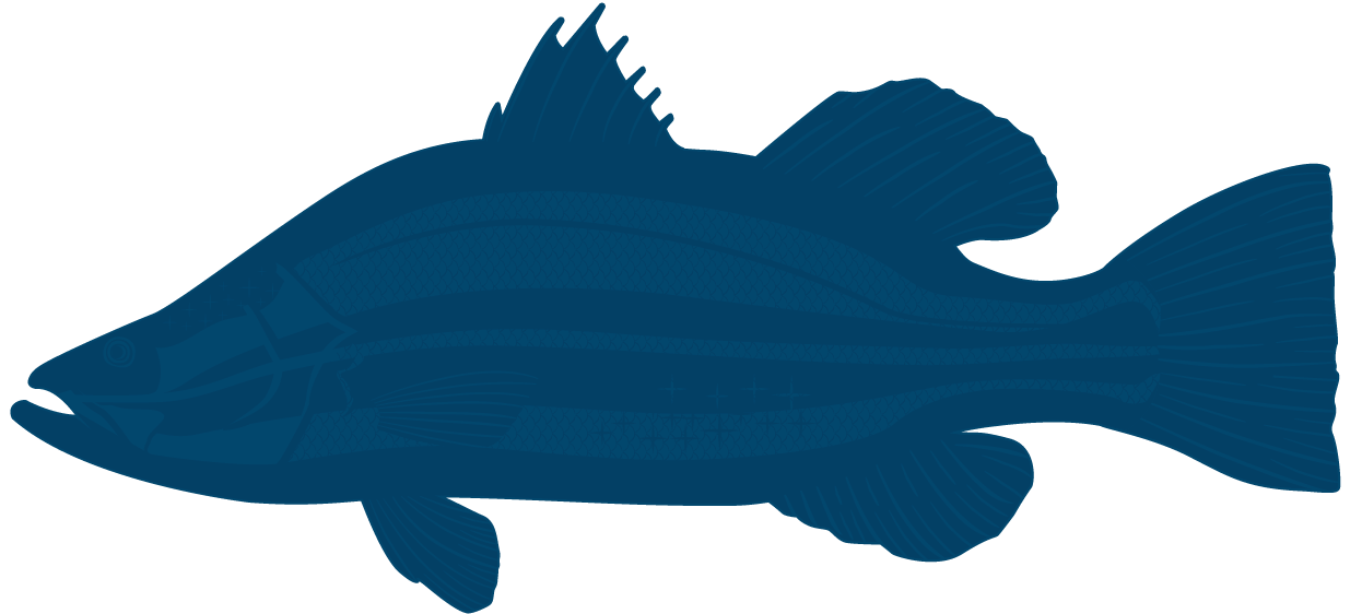 Barramundi