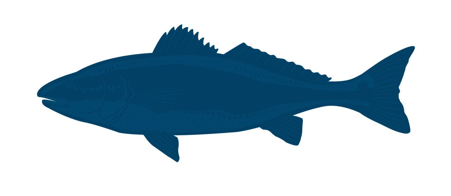 Red Drum