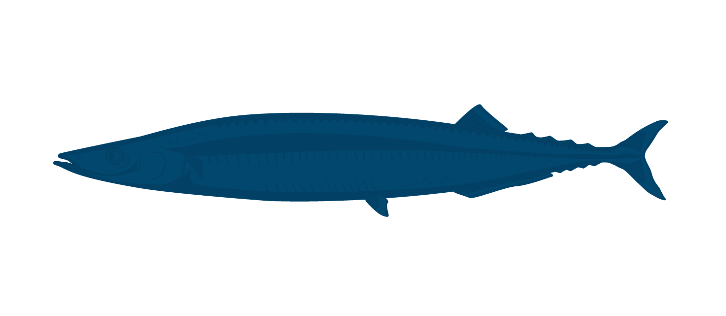 Pacific Saury