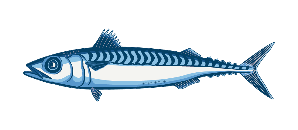 Pacific Mackerel