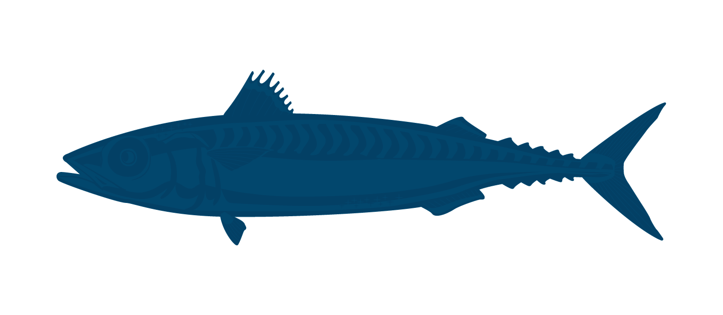 Pacific Mackerel