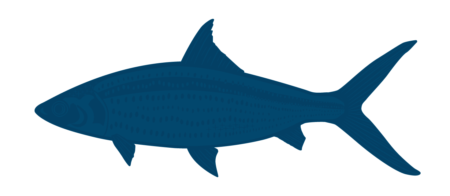 Milk Fish