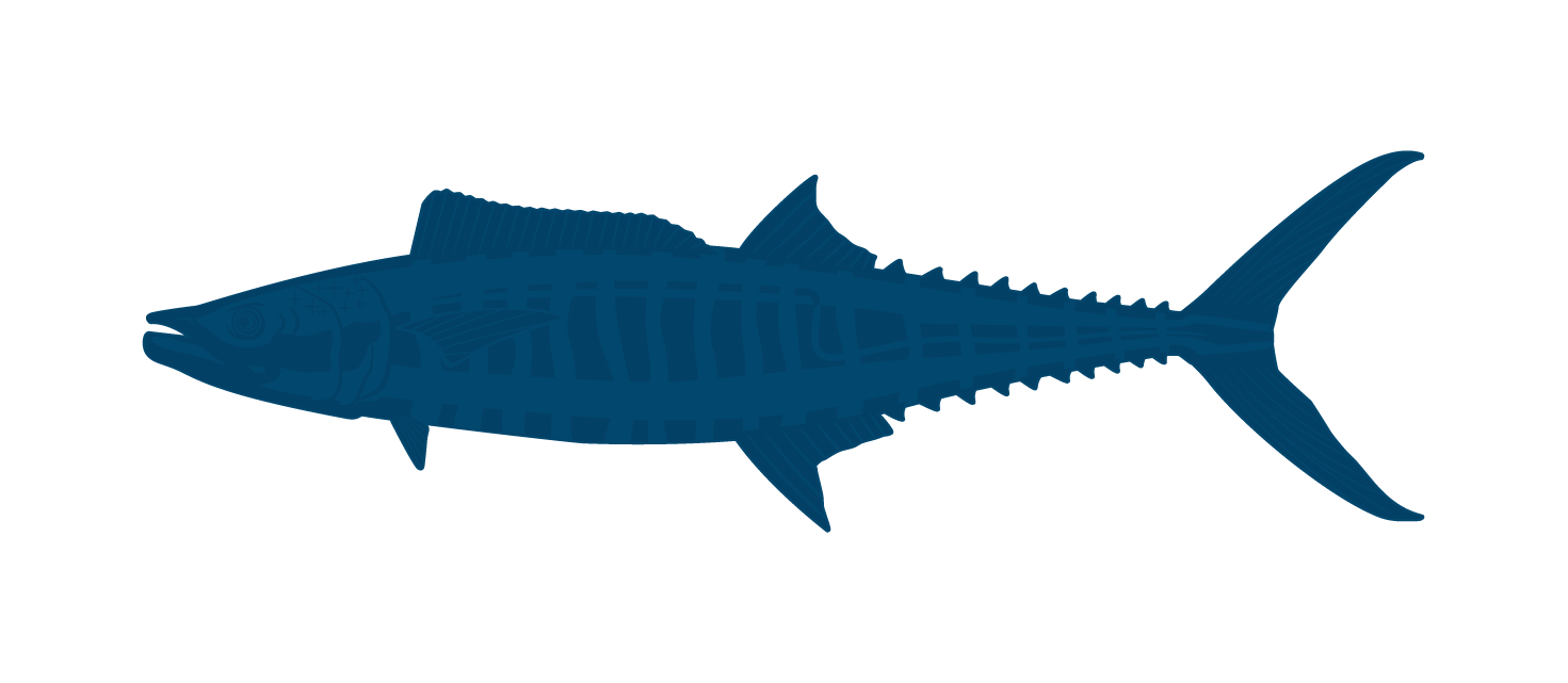 Kingfish
