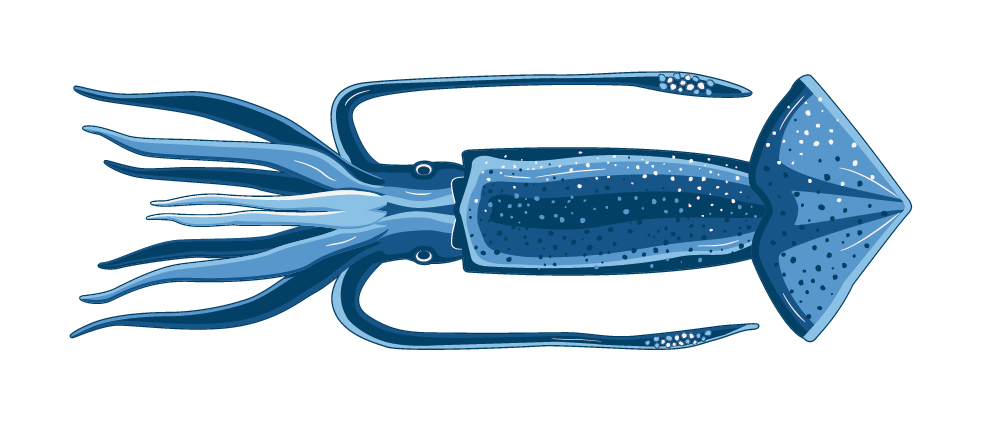 Illex Squid Tube