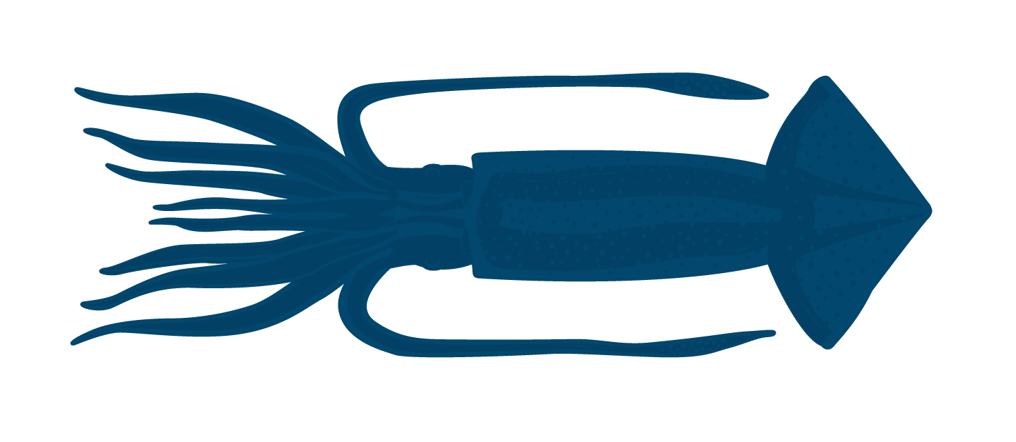 Illex Squid Tube