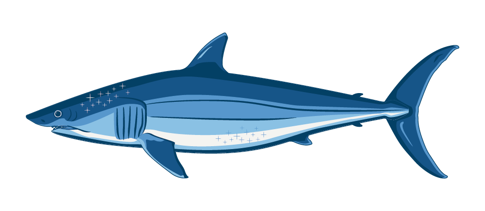 Blue Shark