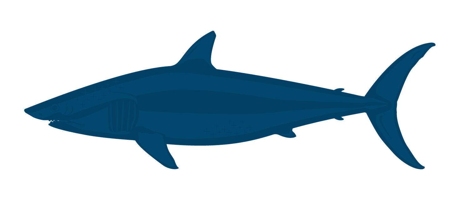 Blue Shark