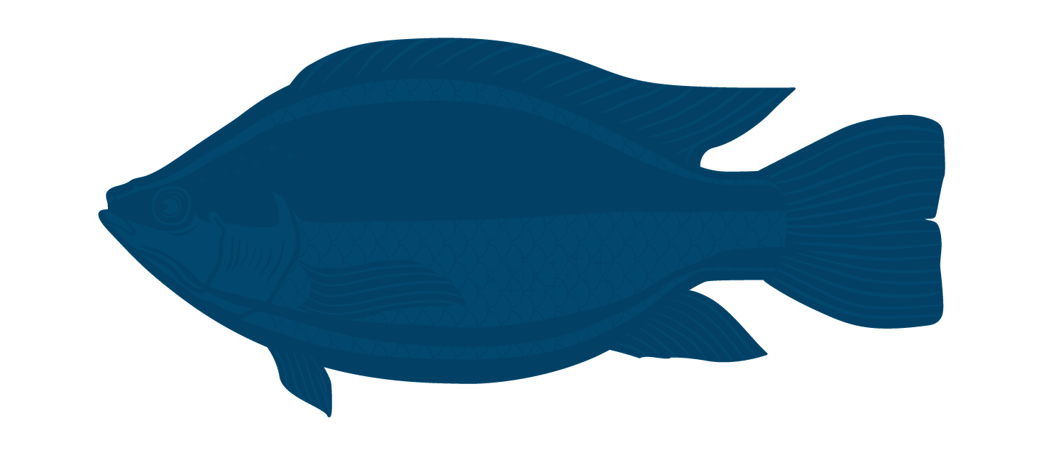 Tilapia