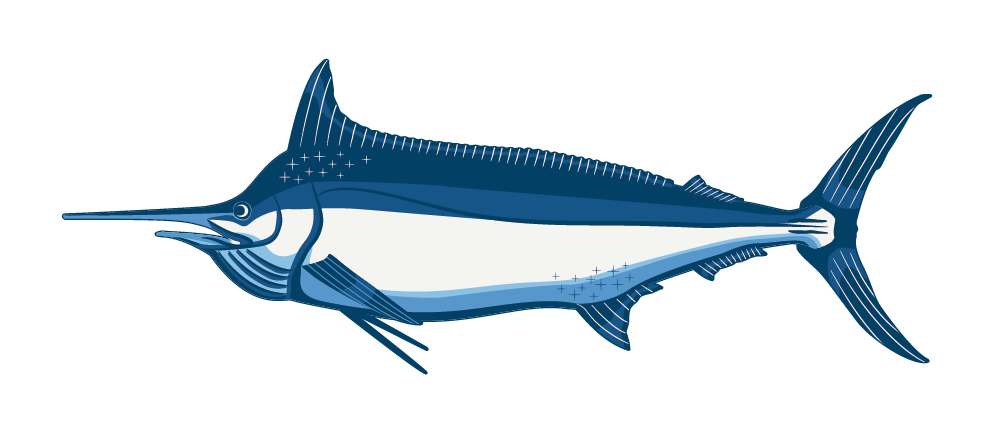 Black Marlin